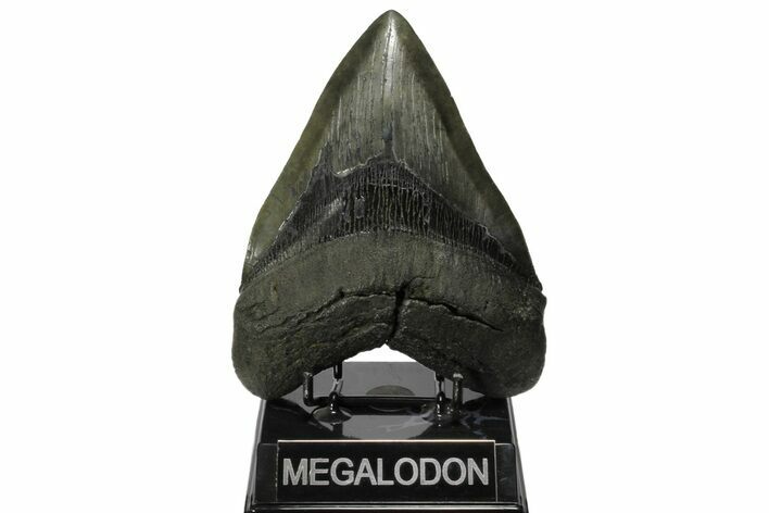 Serrated, Fossil Megalodon Tooth - South Carolina #168916